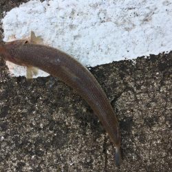 初の青物を目指して