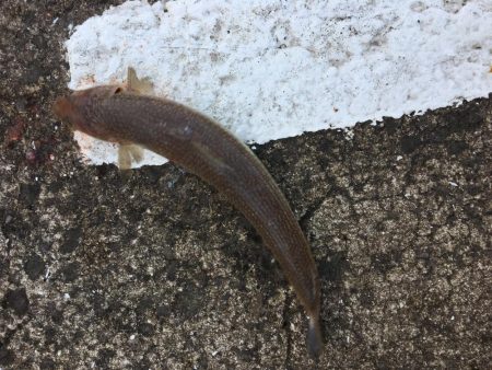 初の青物を目指して