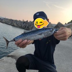 丸ソーダカツオ