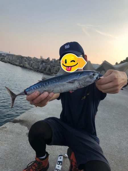 丸ソーダカツオ