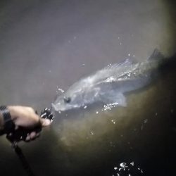 リバーシーバス