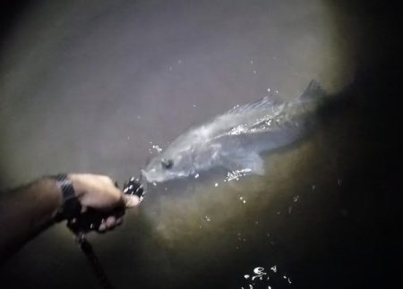 リバーシーバス