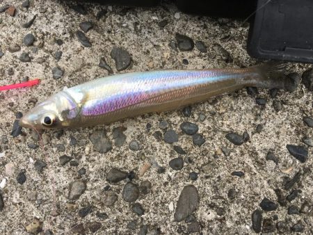 本当に魚に食べる間を与えたのかな？