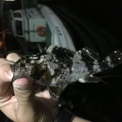 アジングでガシラ