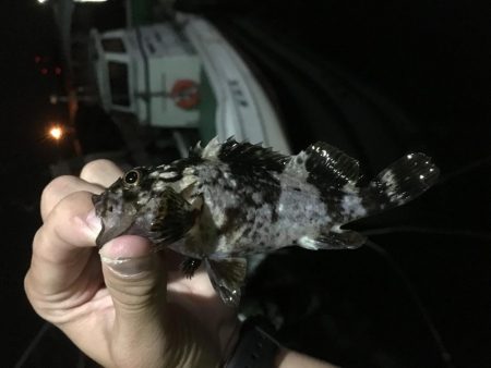 アジングでガシラ