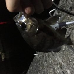 メバリングとガシリング