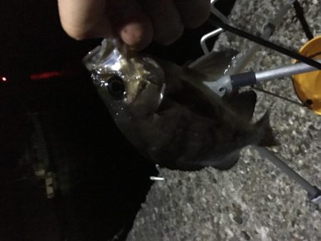 メバリングとガシリング