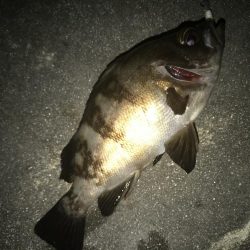 意外とメバルが