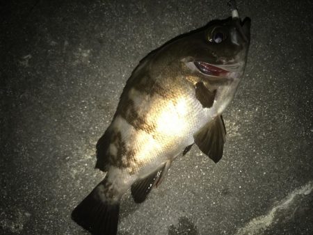 意外とメバルが