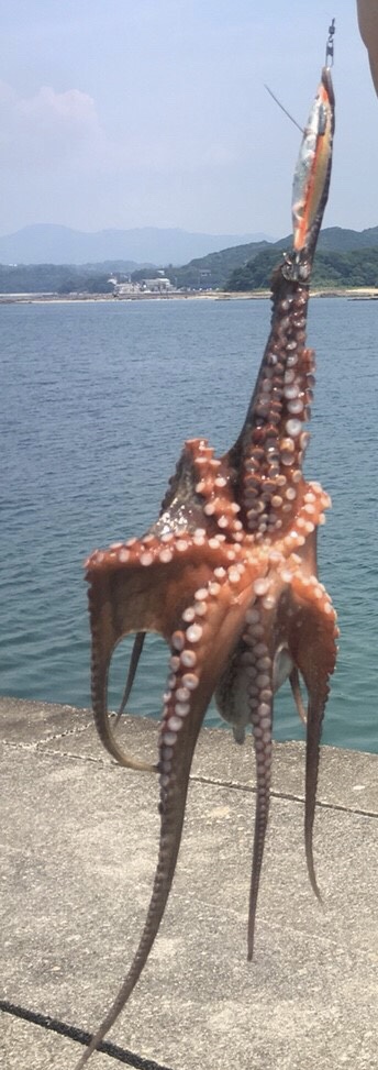 エギでタコ