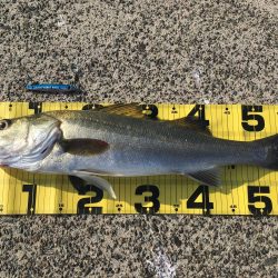 試し投げに行ったら