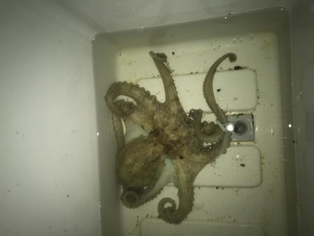 仕事終わりにちょい夜釣り