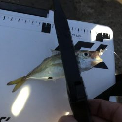 姫路豆アジング