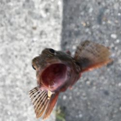 ガシラのお造り。