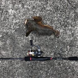 早朝からの高級魚