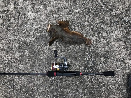 早朝からの高級魚