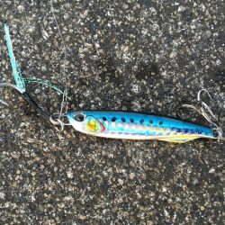 サバ狙いでしてが