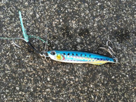 サバ狙いでしてが