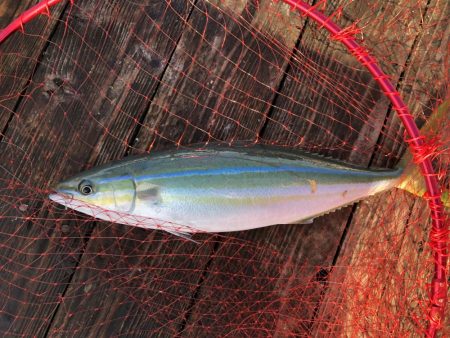 きらがわ漁場にて