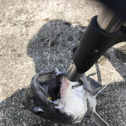 良型チヌ久々フカセで