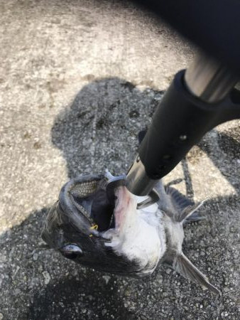 良型チヌ久々フカセで