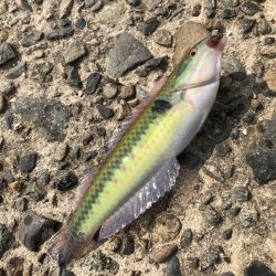 暇つぶしちょい投げ