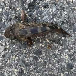 エイの大群！part2