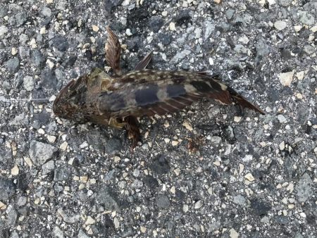 エイの大群！part2