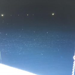 イカは難しいなぁ