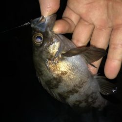 初アジング！？