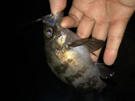 初アジング！？