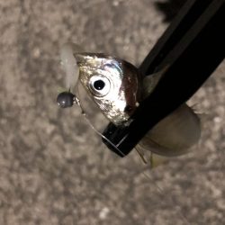 マゴバチアジング中毒性ありです!!