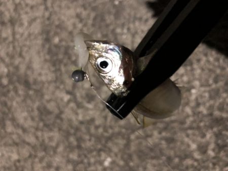 マゴバチアジング中毒性ありです!!