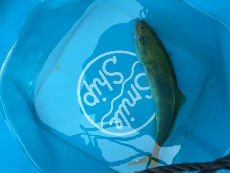 朝マヅメから昼まで