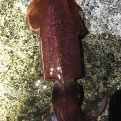 ケンサキイカ撃渋