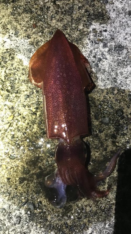 ケンサキイカ撃渋