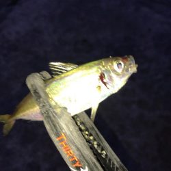 ライト五目釣り