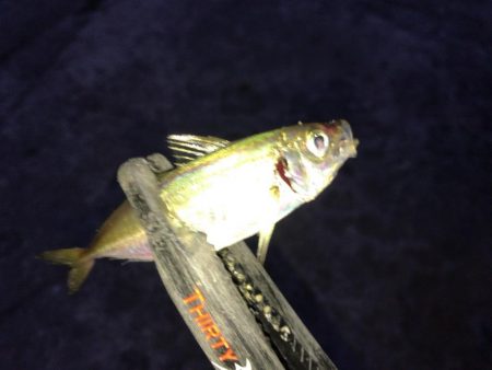 ライト五目釣り