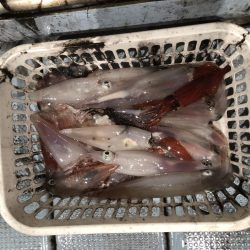 シロイカ爆釣