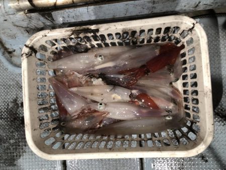 シロイカ爆釣
