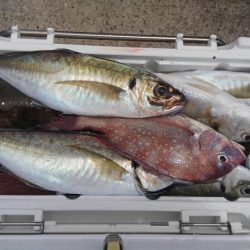 泉州丸さんで鬼アジ調査