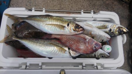 泉州丸さんで鬼アジ調査