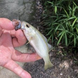 吉野川の子バス釣り