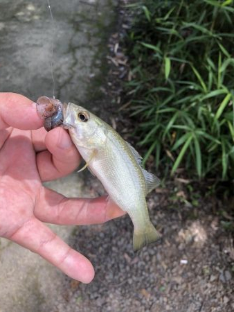 吉野川の子バス釣り