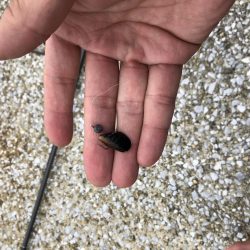 チヌ落とし込み