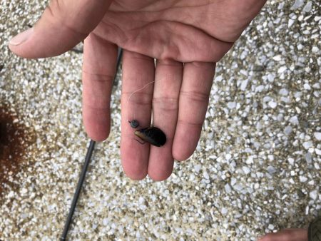 チヌ落とし込み