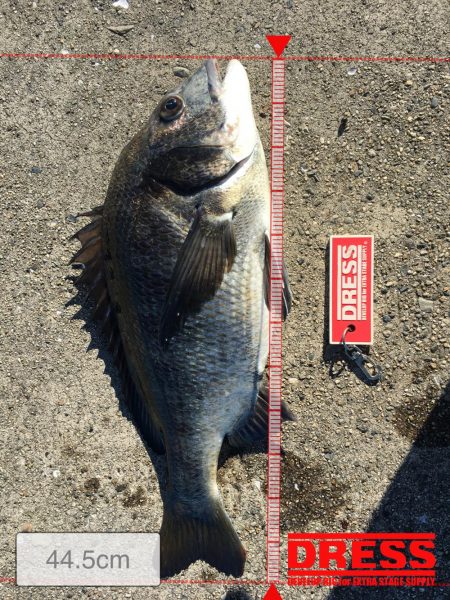 テトラで落とし込み