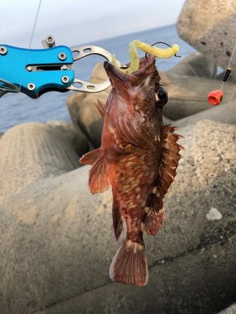 キジハタには出会えず…