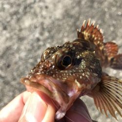 久々の平磯は。