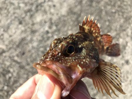 久々の平磯は。